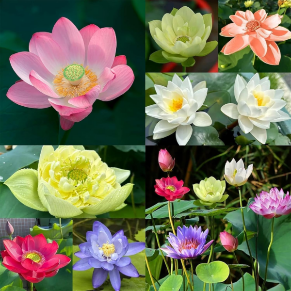 The Sacred Bonsai Bowl Lotus Flower - 7 Days Germination, Bonsai Bowl Lotus Flower Seeds, Mixed Colour Flower Seeds - Image 7