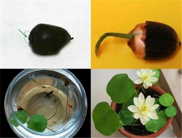 The Sacred Bonsai Bowl Lotus Flower - 7 Days Germination, Bonsai Bowl Lotus Flower Seeds, Mixed Colour Flower Seeds - Image 5