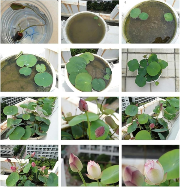 The Sacred Bonsai Bowl Lotus Flower - 7 Days Germination, Bonsai Bowl Lotus Flower Seeds, Mixed Colour Flower Seeds - Image 3