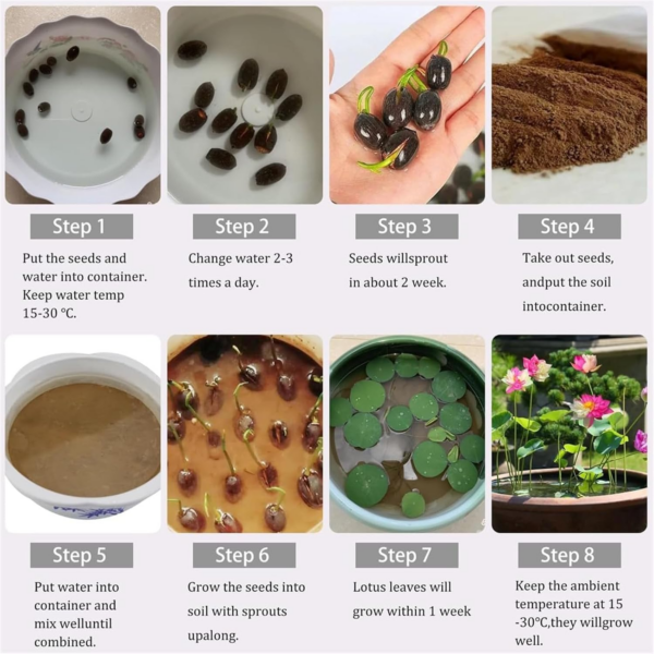 The Sacred Bonsai Bowl Lotus Flower - 7 Days Germination, Bonsai Bowl Lotus Flower Seeds, Mixed Colour Flower Seeds - Image 2