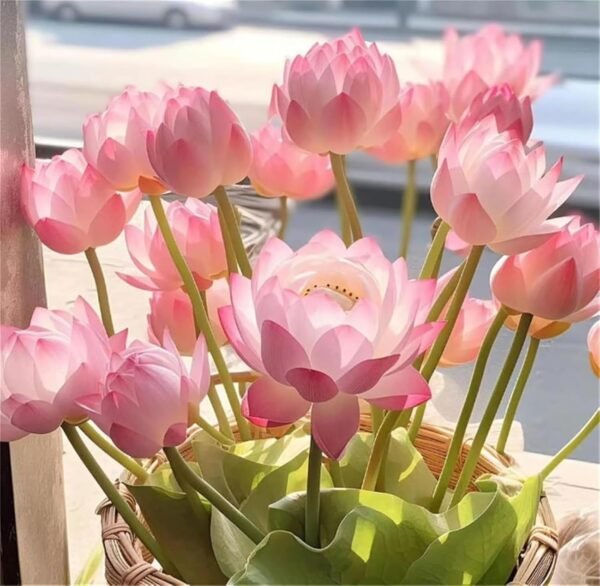 The Sacred Bonsai Bowl Lotus Flower - 7 Days Germination, Bonsai Bowl Lotus Flower Seeds, Mixed Colour Flower Seeds - Image 6