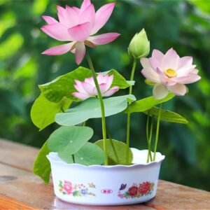 The Sacred Bonsai Bowl Lotus Flower - 7 Days Germination, Bonsai Bowl Lotus Flower Seeds, Mixed Colour Flower Seeds