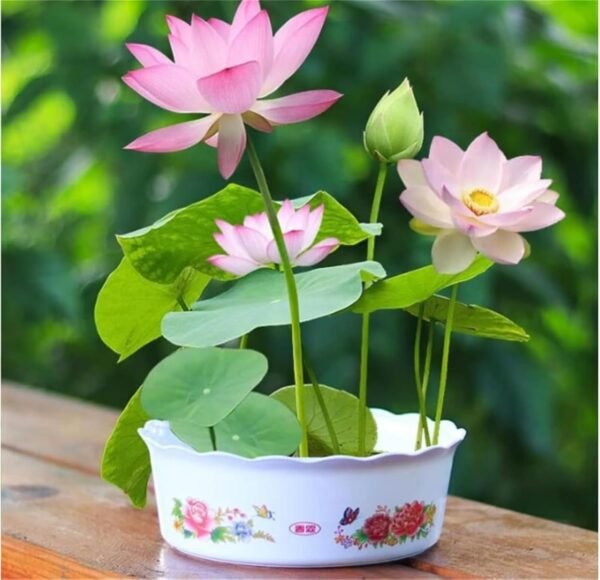 The Sacred Bonsai Bowl Lotus Flower - 7 Days Germination, Bonsai Bowl Lotus Flower Seeds, Mixed Colour Flower Seeds